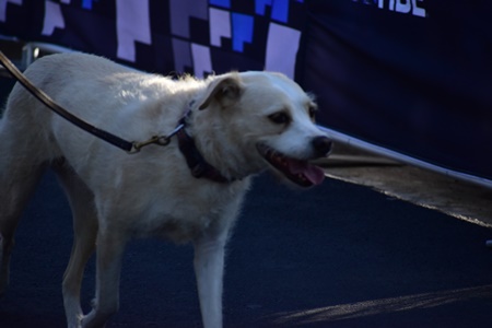 Rotary Run 2025